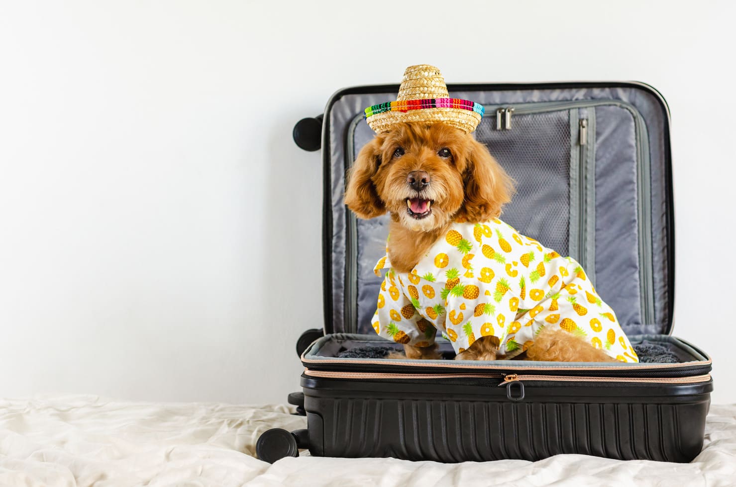 Pet Sitting Services: A Must-Have for Your Next Trip Abroad